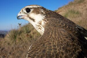 Prairie Falcon