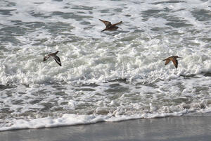 Shorebirds at Stinson Beach (Willet, Whimbrel and Marbled Godwit)