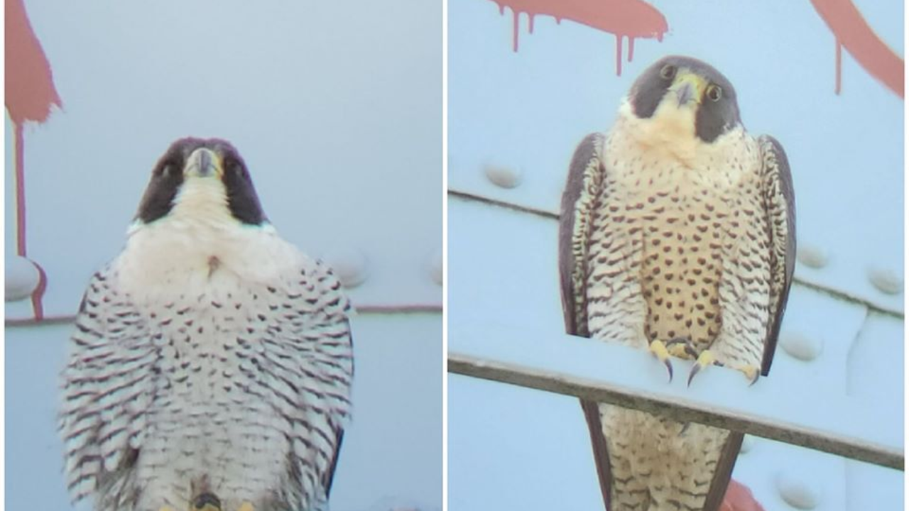 Alcatraz's resident raptors. The male is pictured on the left, and the female ("Lawrencium") is on the right. Side-by-side photos two peregrine falcons, male on left and female on right.