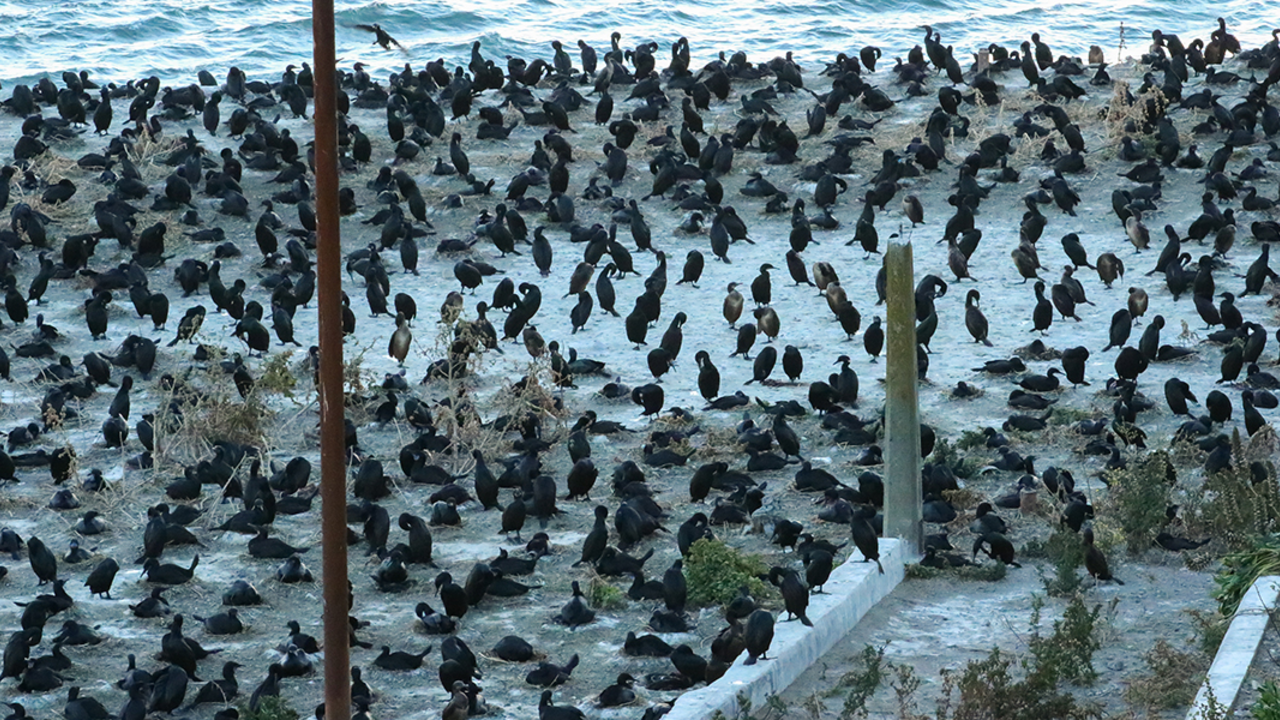 ALCA_170121_KT_0881_2x1.jpg Cormorants nest in a large colony on Alcatraz