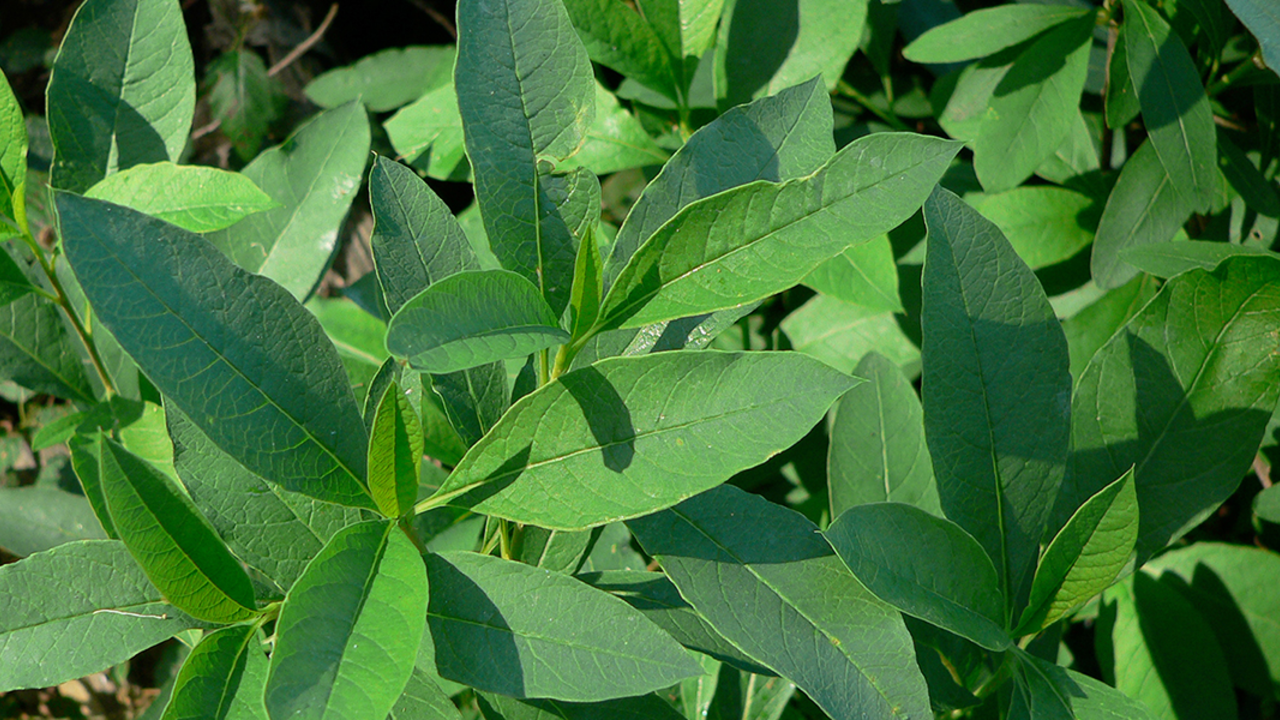 Osoberry (Oemleria cerasiformis, Rosaceae family) leaf detail, Presidio Native Plant Nursery. Osoberry (Oemleria cerasiformis, Rosaceae family) leaf detail, Presidio Native Plant Nursery.