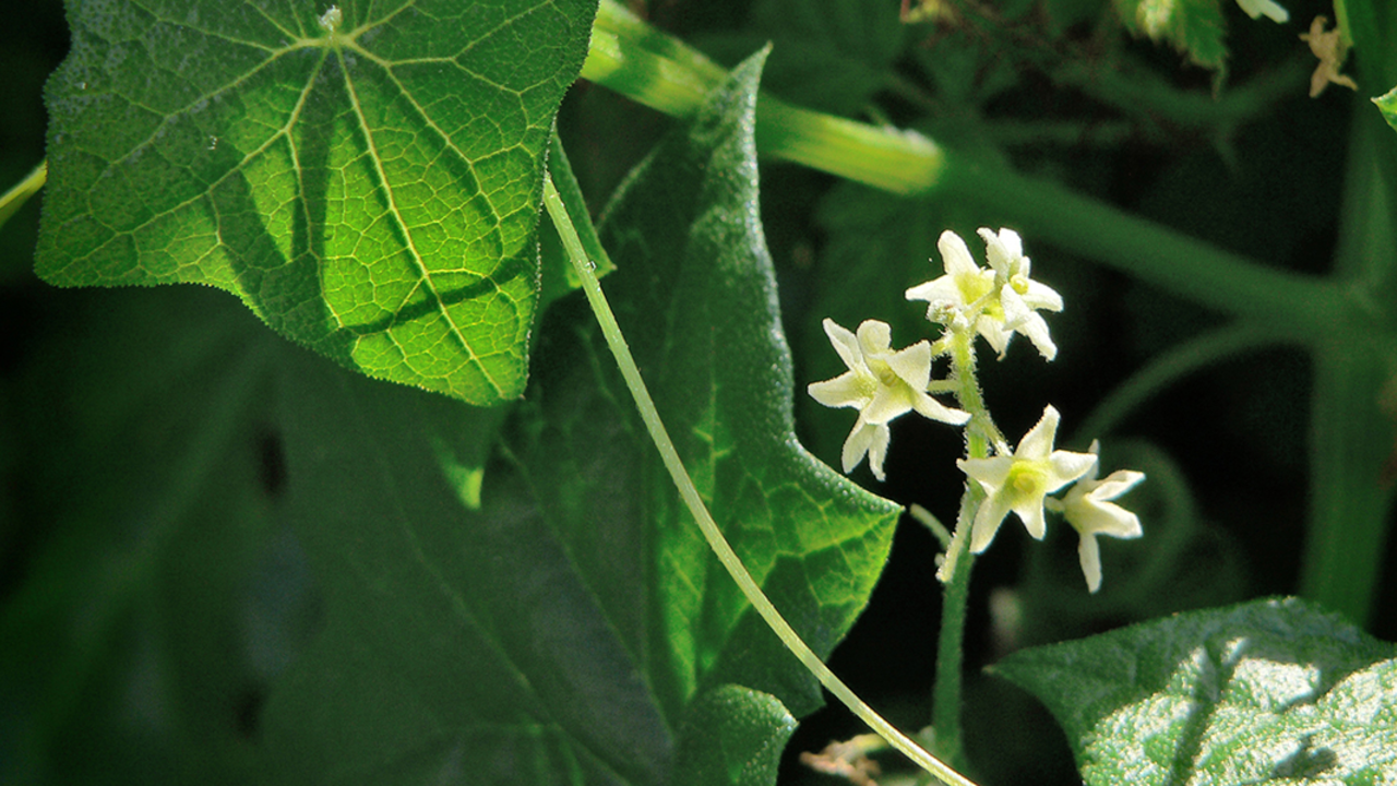 A_GEN_050420_EPo_364_2x1.jpg Wild Cucumber, or California Manroot, (Marah fabaceus, Cucurbitaceae family), along the Battery East Trail, Presidio