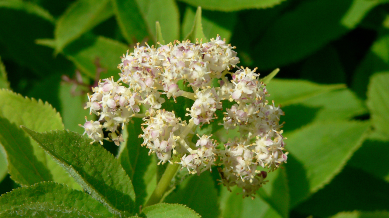 A_GEN_050423_EPo_456_2x1.jpg Sambucus racemosa (Red Elderberry)