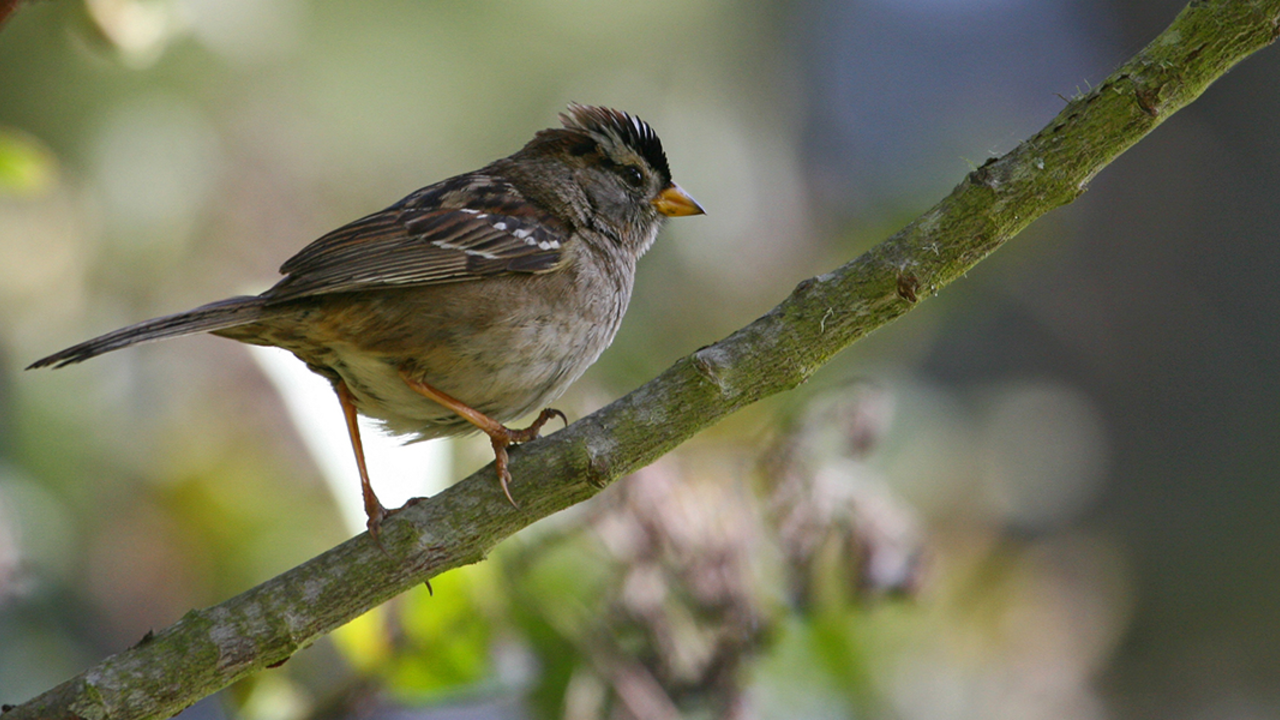 A_GEN_131213_WTE_027_2x1.jpg White Crowned Sparrow