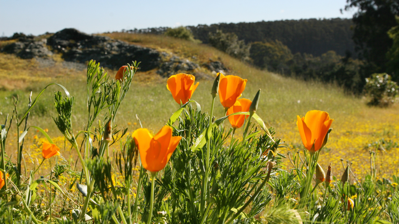 California poppies seen in the Golden Gate national parks. California poppies seen in the Golden Gate national parks.