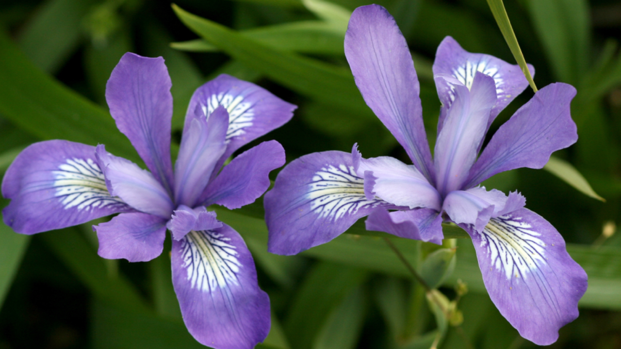 A_GEN_131213_WTE_109_2x1.jpg Iris douglasiana (Douglas Iris)