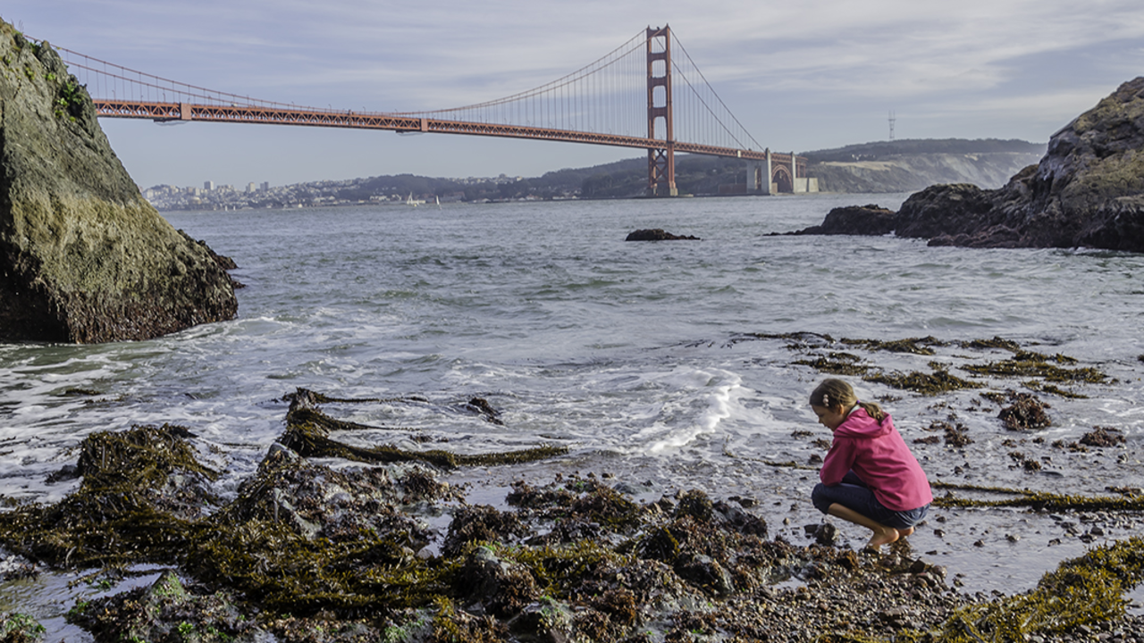Kirby Cove Girl looking at a tidepool, with the Golden Gate Bridge in the background