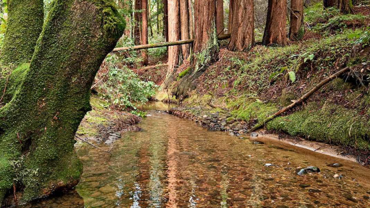 A_PHES__100211_CSt_2x1.jpg Phleger Estate in San Mateo County