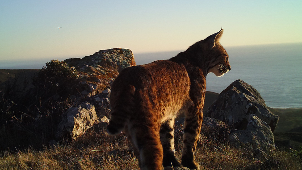 Bobcat on Mount Tamalpais bobcat on mount tam