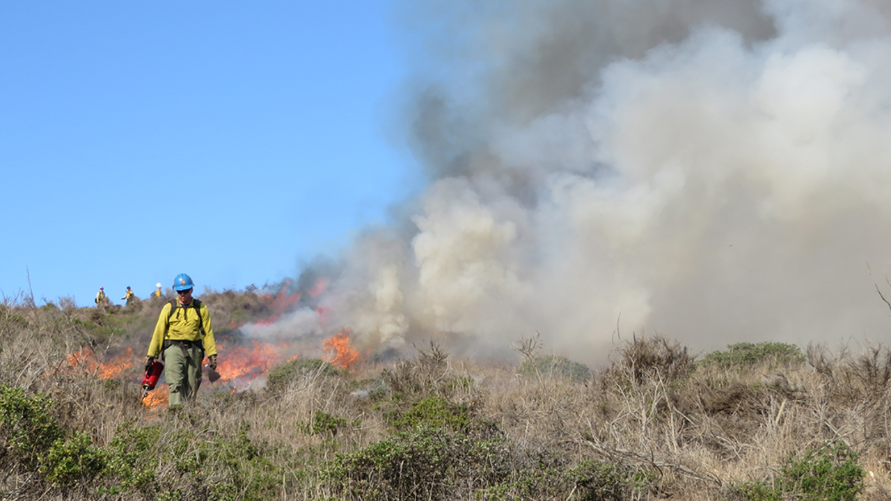 A fireman walks away from a controlled burn. A fireman walks away from a controlled burn.