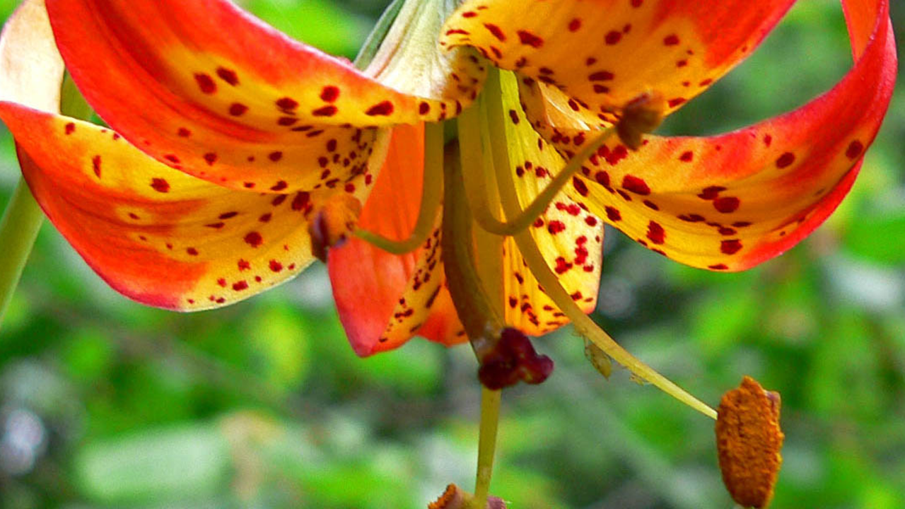 Lilium_pardalinum_pitkinense_3_2x1.jpg Lilium_pardalinum_pitkinense_3_2x1.jpg
