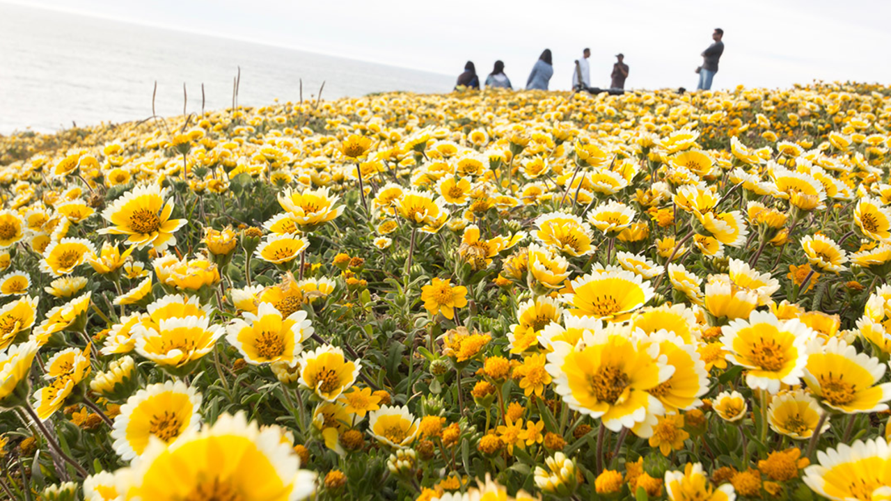 Wildflowers cover a bluff at Mori Point in San Mateo County. Yellow and white wildflowers cover a bluff at Mori Point in San Mateo County.