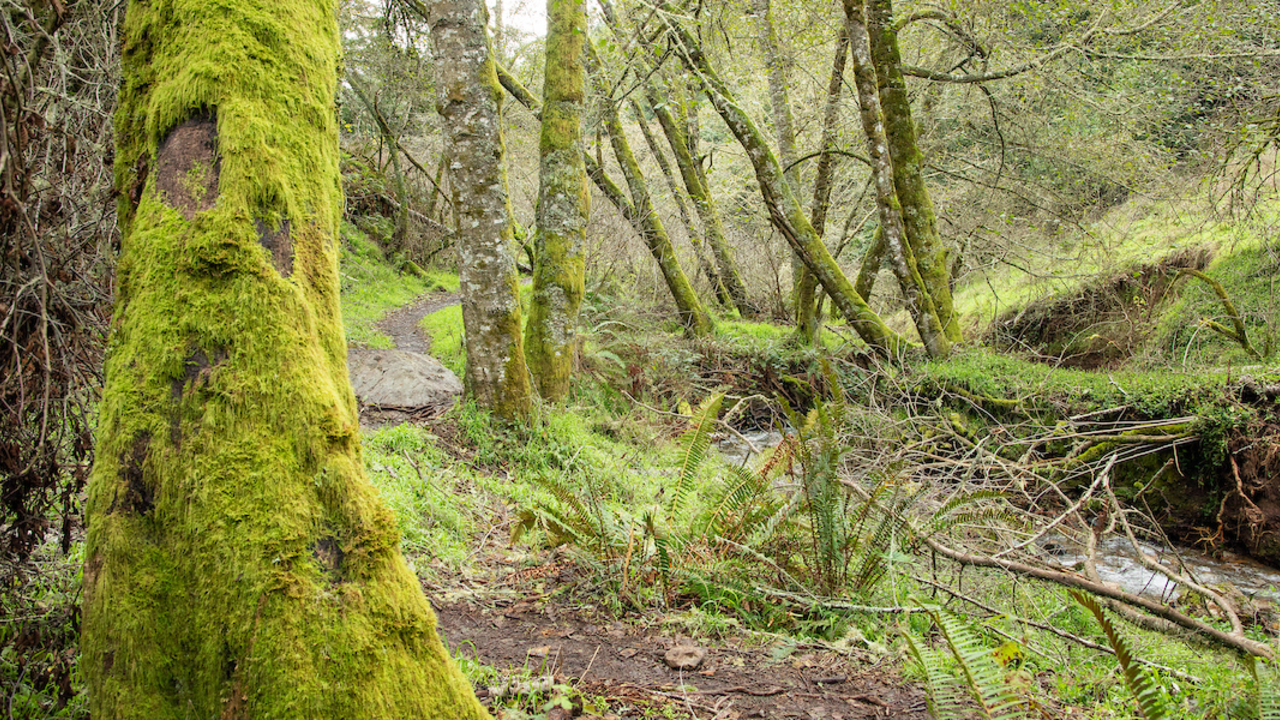 MOTA_20250101_RCW_0014_2x1.jpg Steep Ravine Trail after winter rains.