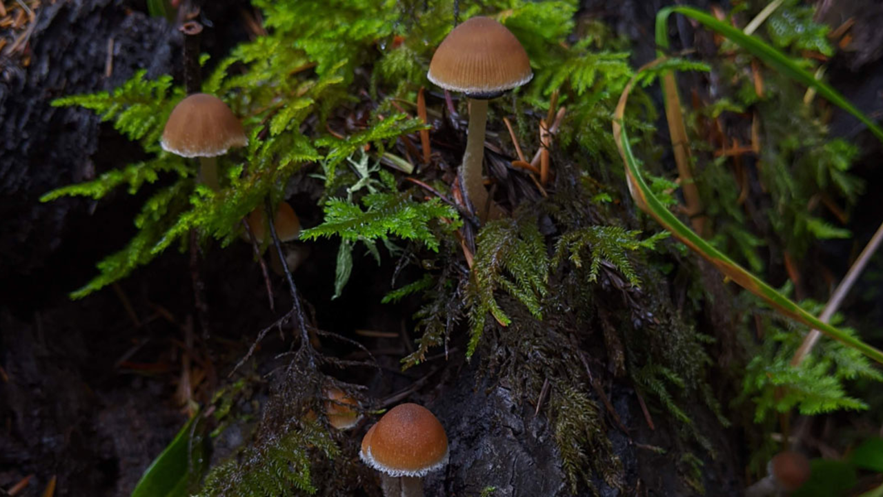 PHGA_191213_AT-(2)_2x1.jpg mushrooms growing within moss and ferns