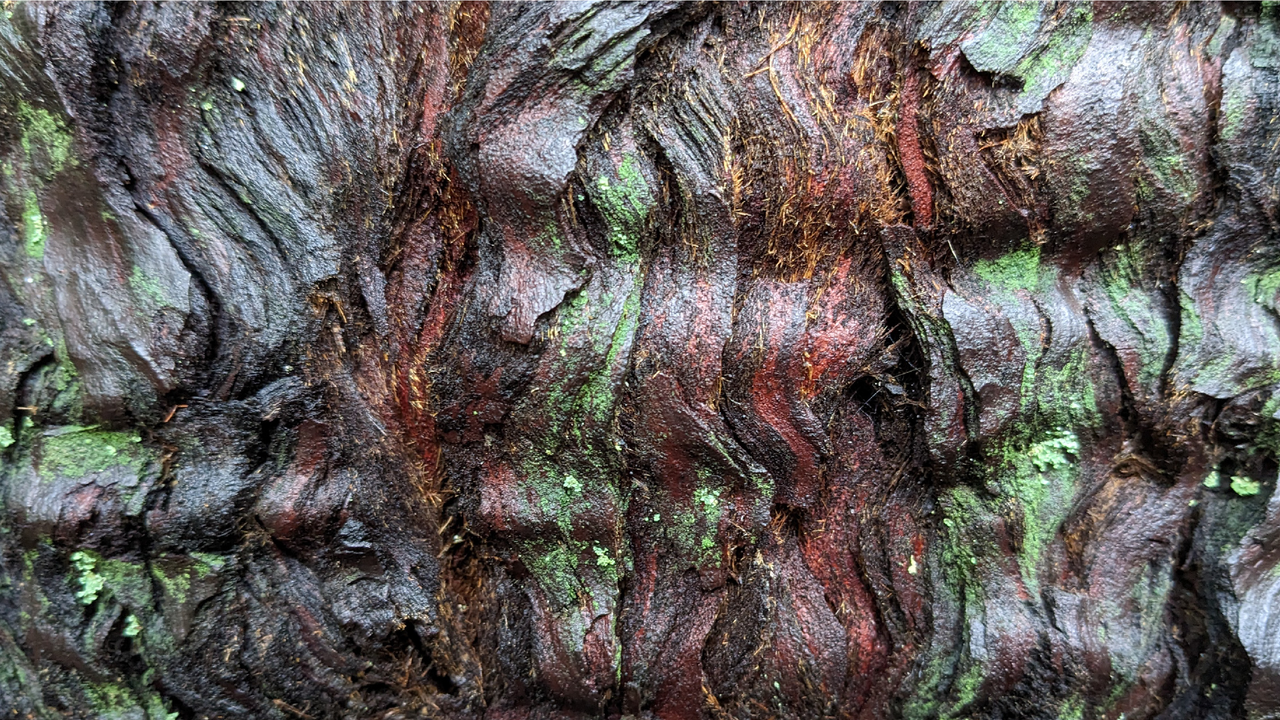 Dark brown, wet tree bark in a rippled pattern with scattered green patches of lichen. Dark brown, wet tree bark in a rippled pattern with scattered green patches of lichen.