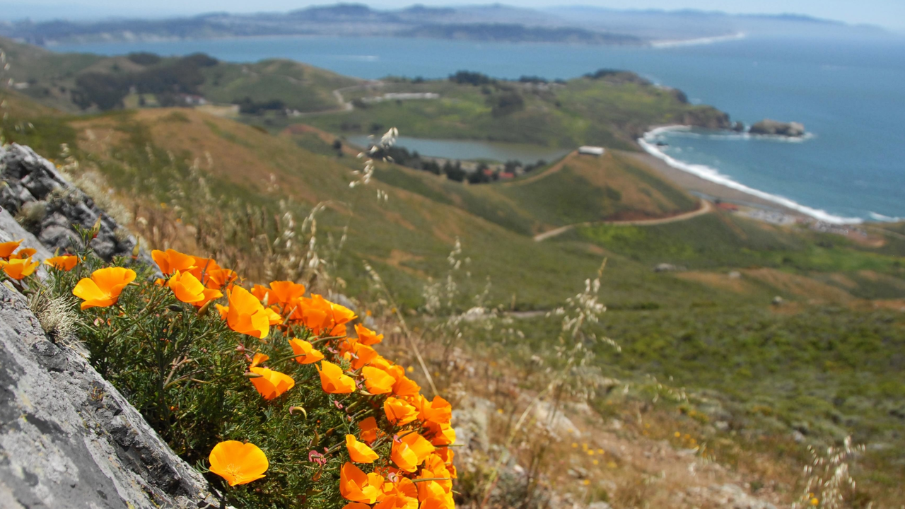 Poppies overlooking Fort Cronkhite and Rodeo Beach Poppies overlooking Fort Cronkhite and Rodeo Beach