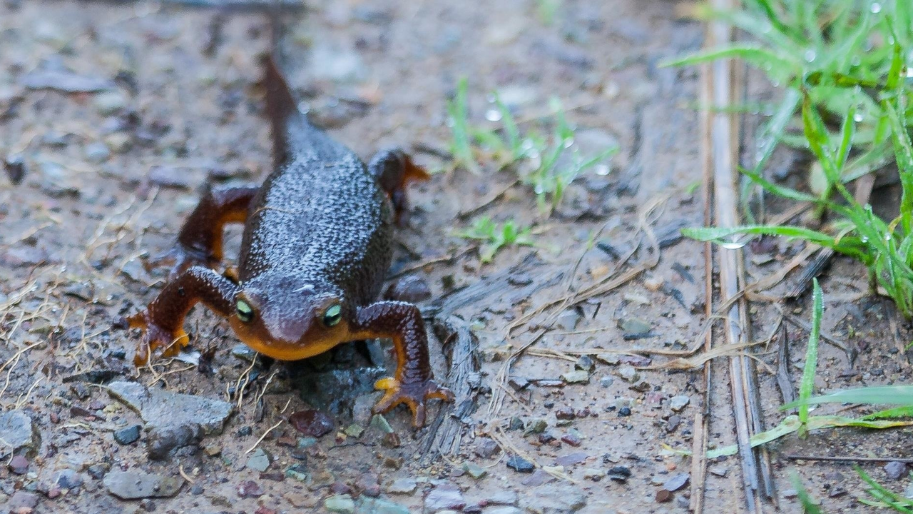 California newt California newt