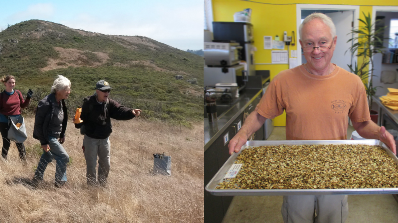 A group collects seed in a grassland. A volunteer holds a tray of seeds. A group collects seed in a grassland. A volunteer holds a tray of seeds.