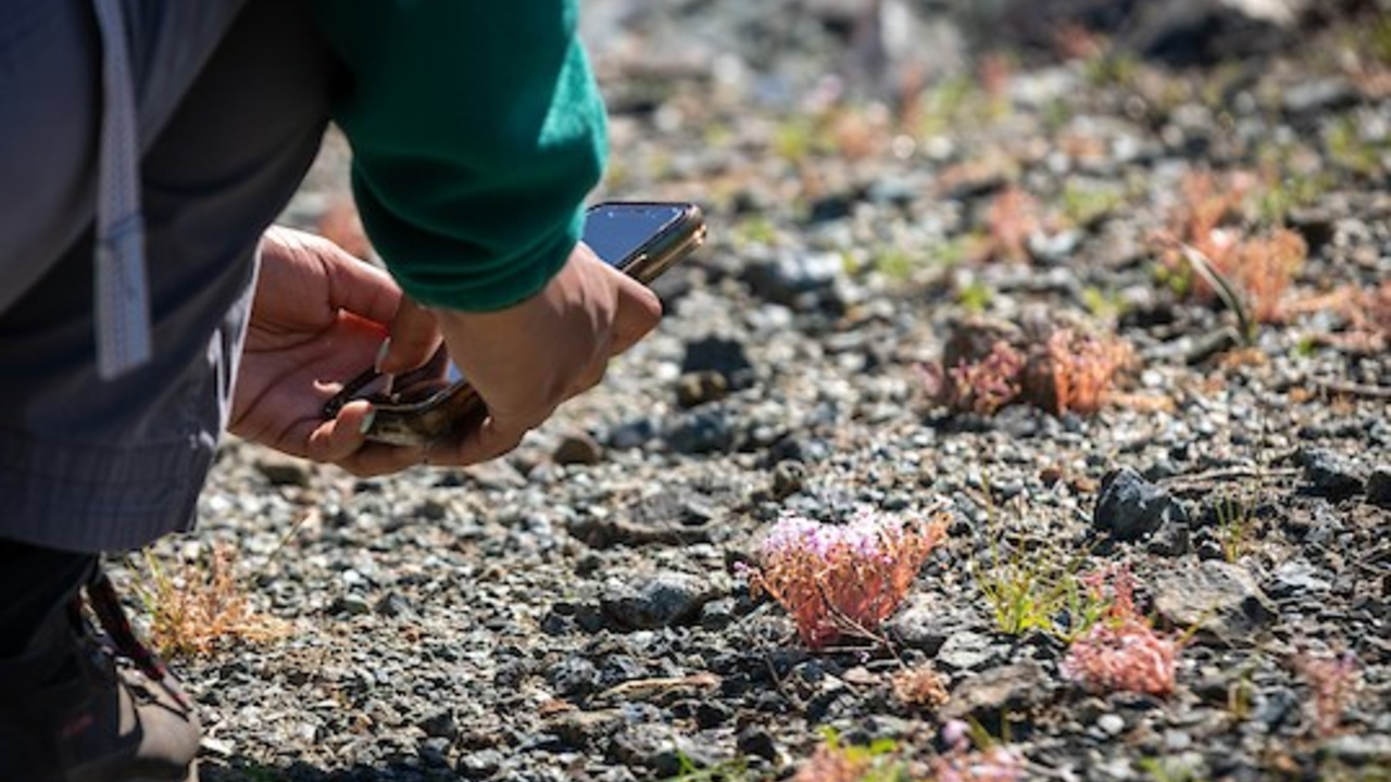 MOTA_20230429_KSu_044 (1)2.jpg A volunteer with dark pants kneels at the left of the screen to take a picture with a phone of light pink flowers against a rocky background.