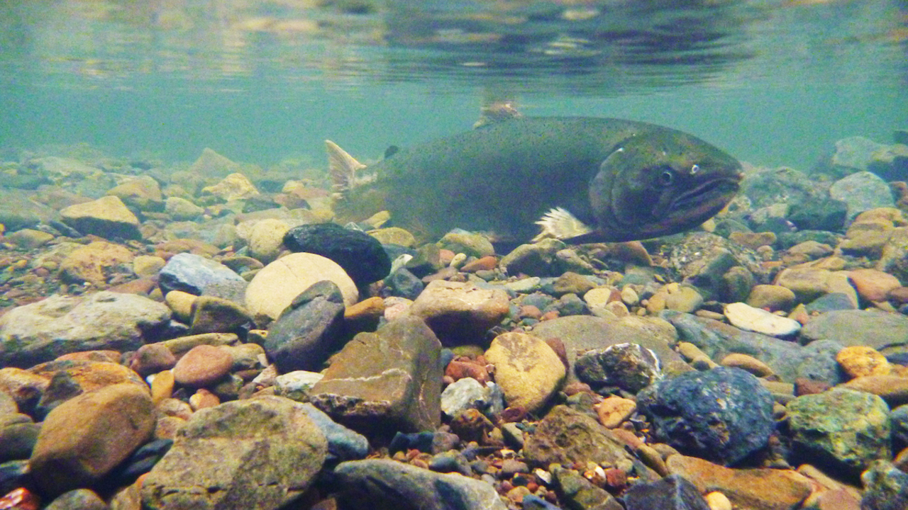 MUWO_110111_JWe_001.jpg Female coho salmon (Oncorhynchus kisutch) in Redwood Creek.