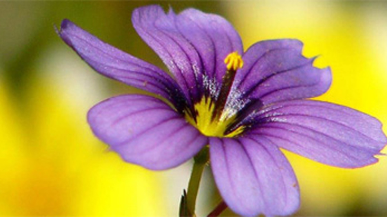 Botany Series, "Blue-eyed grass" Park Academy, Botany Series
