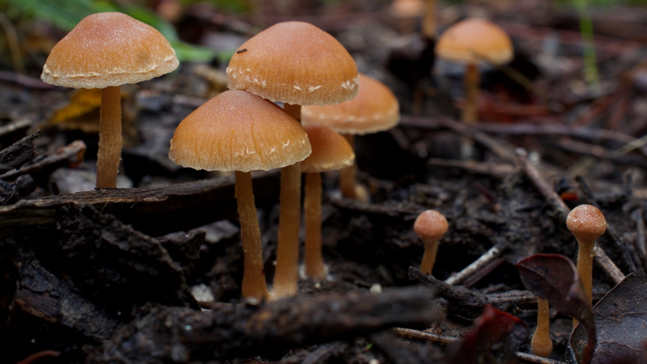 Scurfy Twiglet mushrooms growing in the winter. Scurfy Twiglet mushrooms growing in the winter.