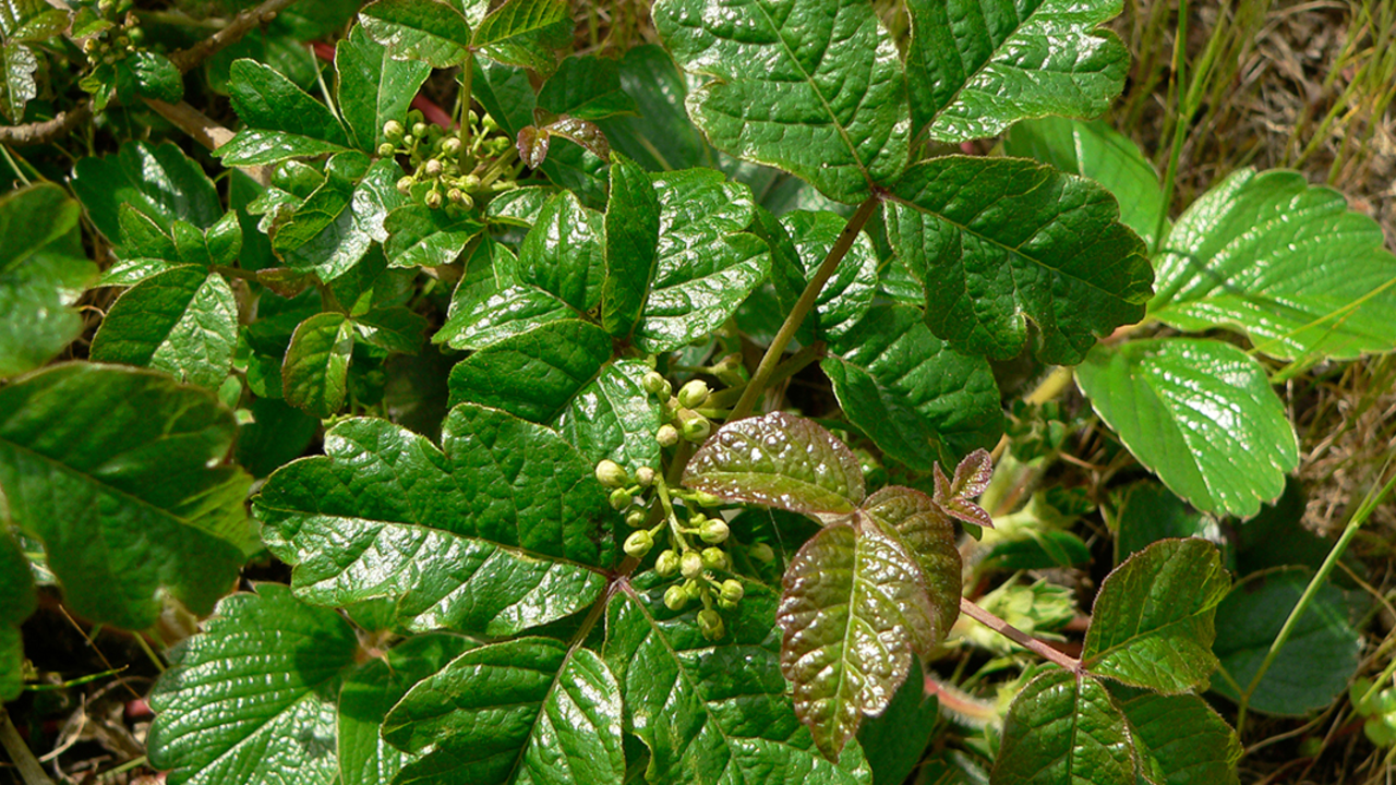 A_GEN_050326_EPo_378_2x1.jpg Poison Oak