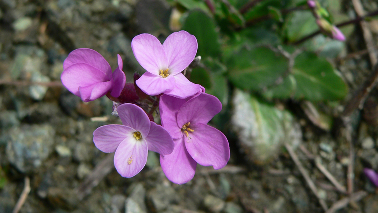 A_GEN_060406_EPo_583_2x1.jpg Arabis blepharophylla, the coast rock cress