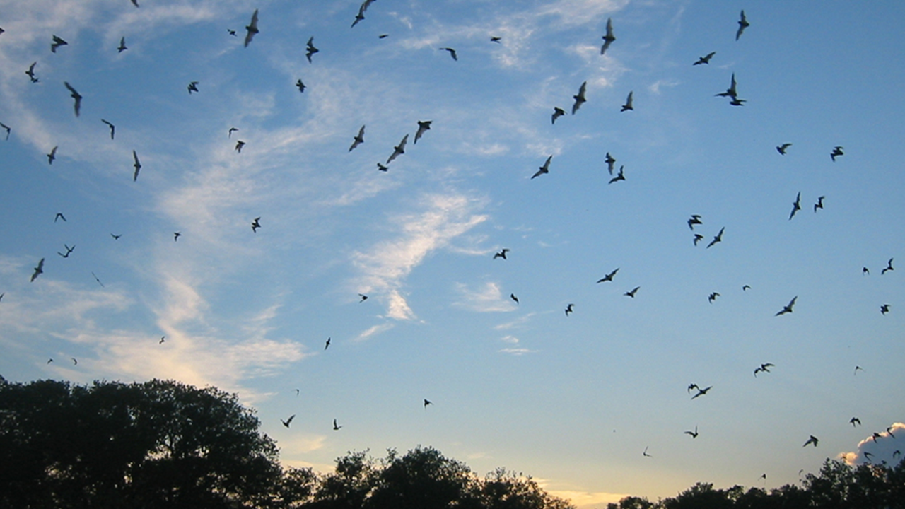 A_GEN_090528_JWe_08_2x1.jpg bats