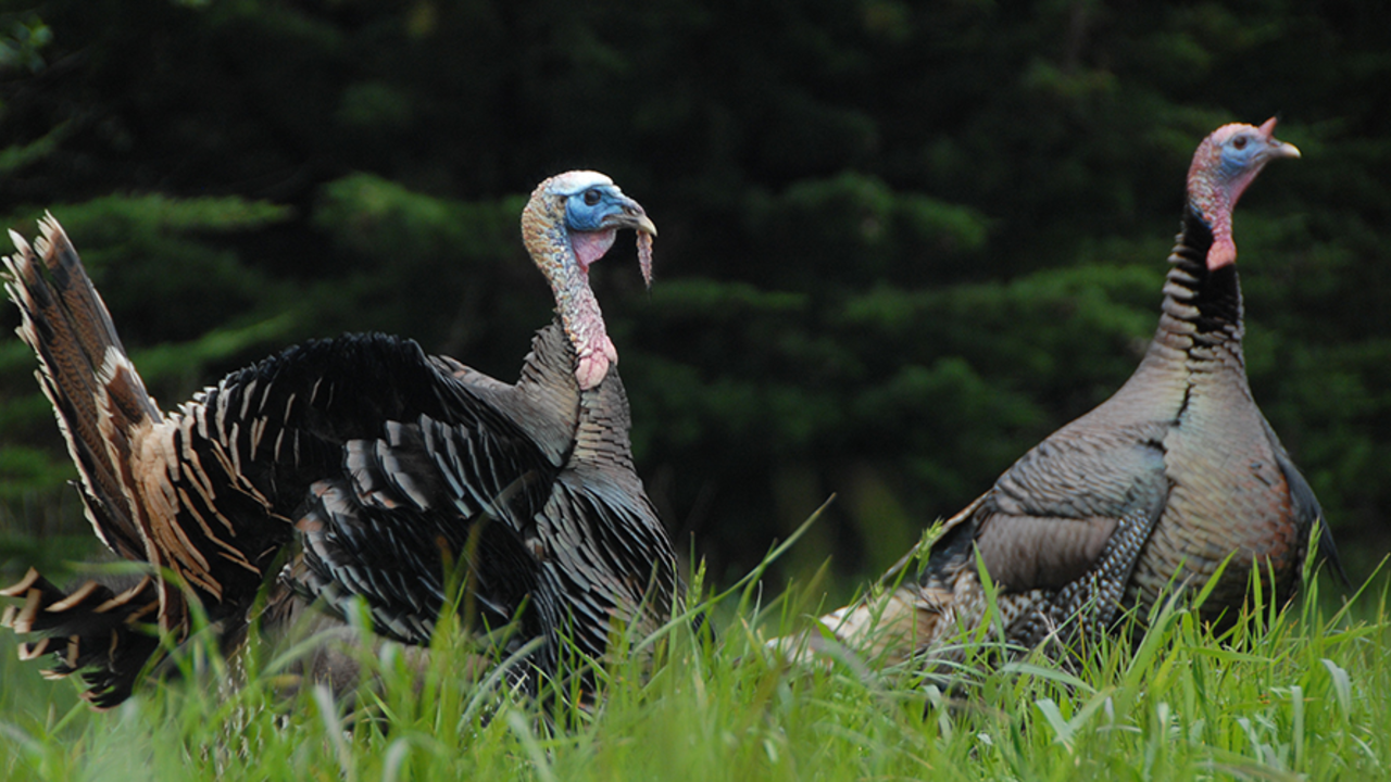 A_GEN_110326_JWe_142_2x1.jpg turkey