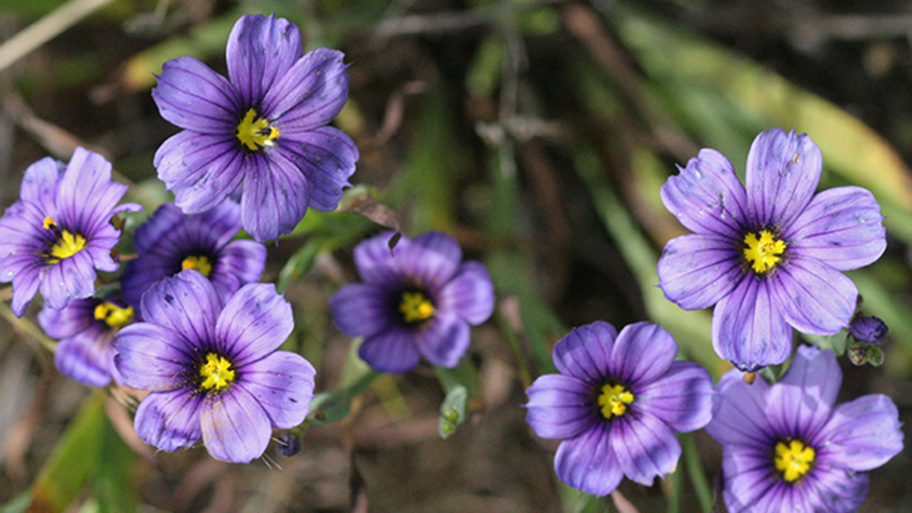 Blue-eyed grass (Sisyrinchium bellum) Blue-eyed grass (Sisyrinchium bellum)