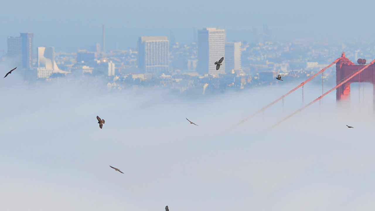 A_MAHE_120927_ANON_4_2x1.jpg hawks flying over the Golden Gate Bridge in the fog