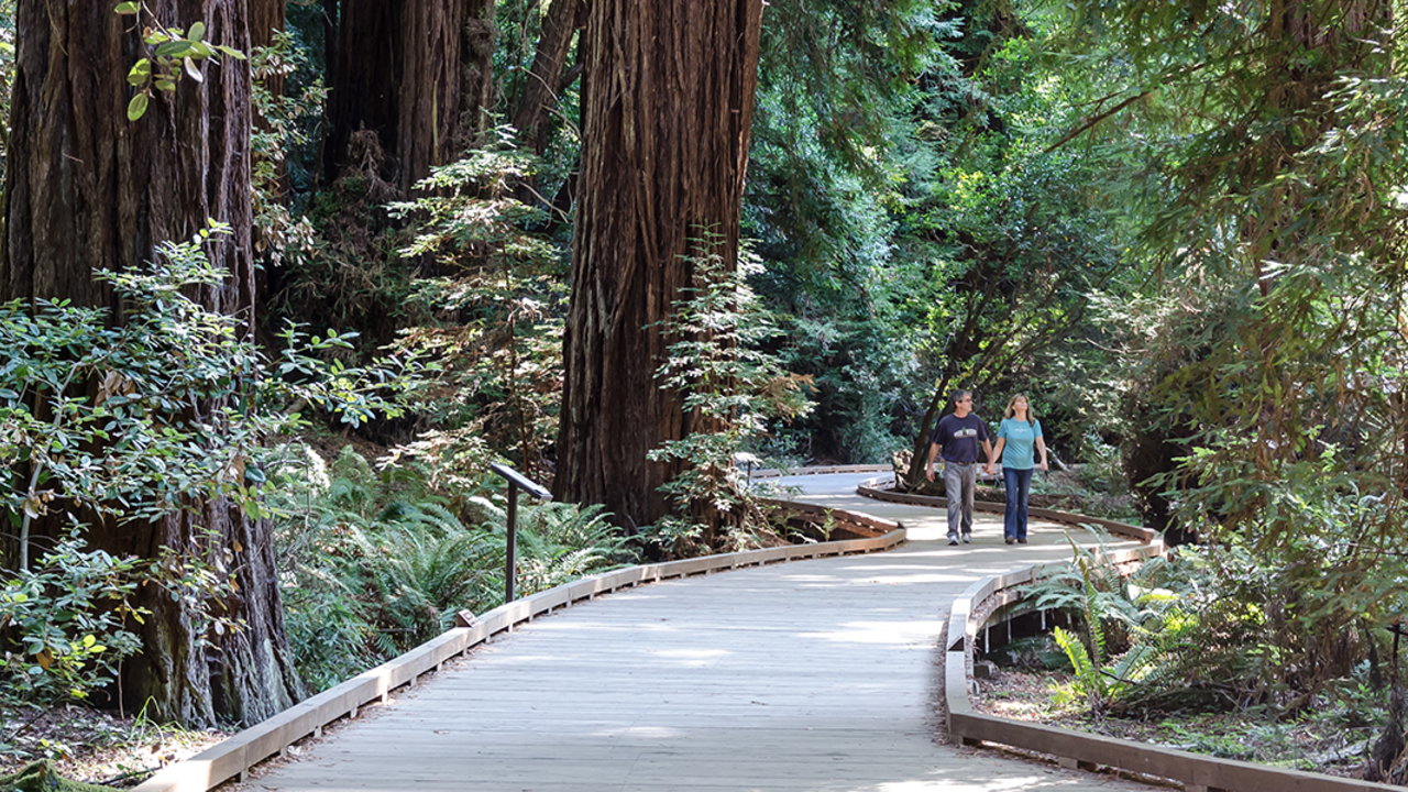 A_MUWO_20121002_ATB_41_2x1.jpg Muir Woods walkway