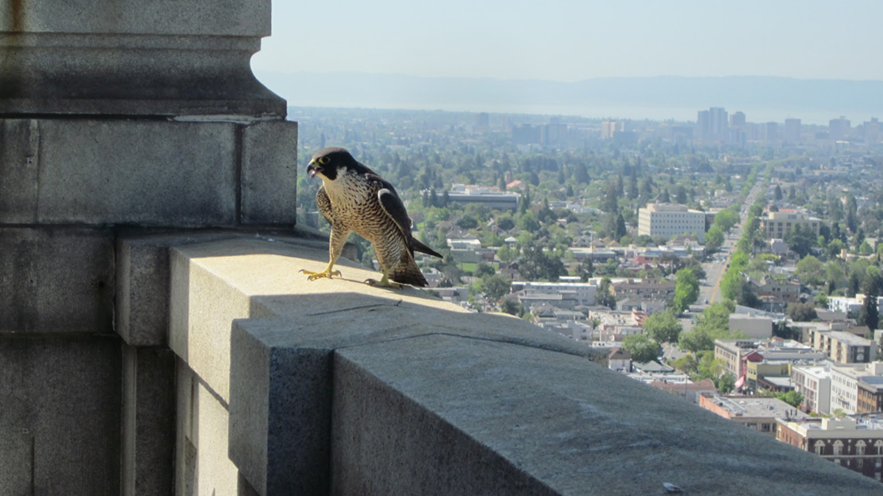 A Peregrine Falcon defends its nest at the UC Berkeley Campanile tower. A Peregrine Falcon defends its nest at the UC Berkeley Campanile tower.