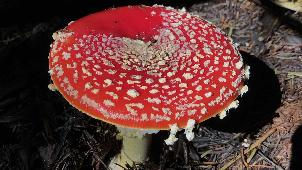 A fly agaric mushroom at Point Reyes. A red-and-white fly agaric mushroom at Point Reyes.