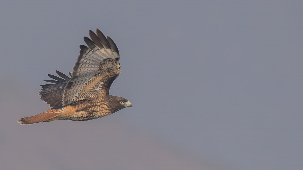 GGRO_20181115_EaG_102.jpg Adult Red-tailed Hawk