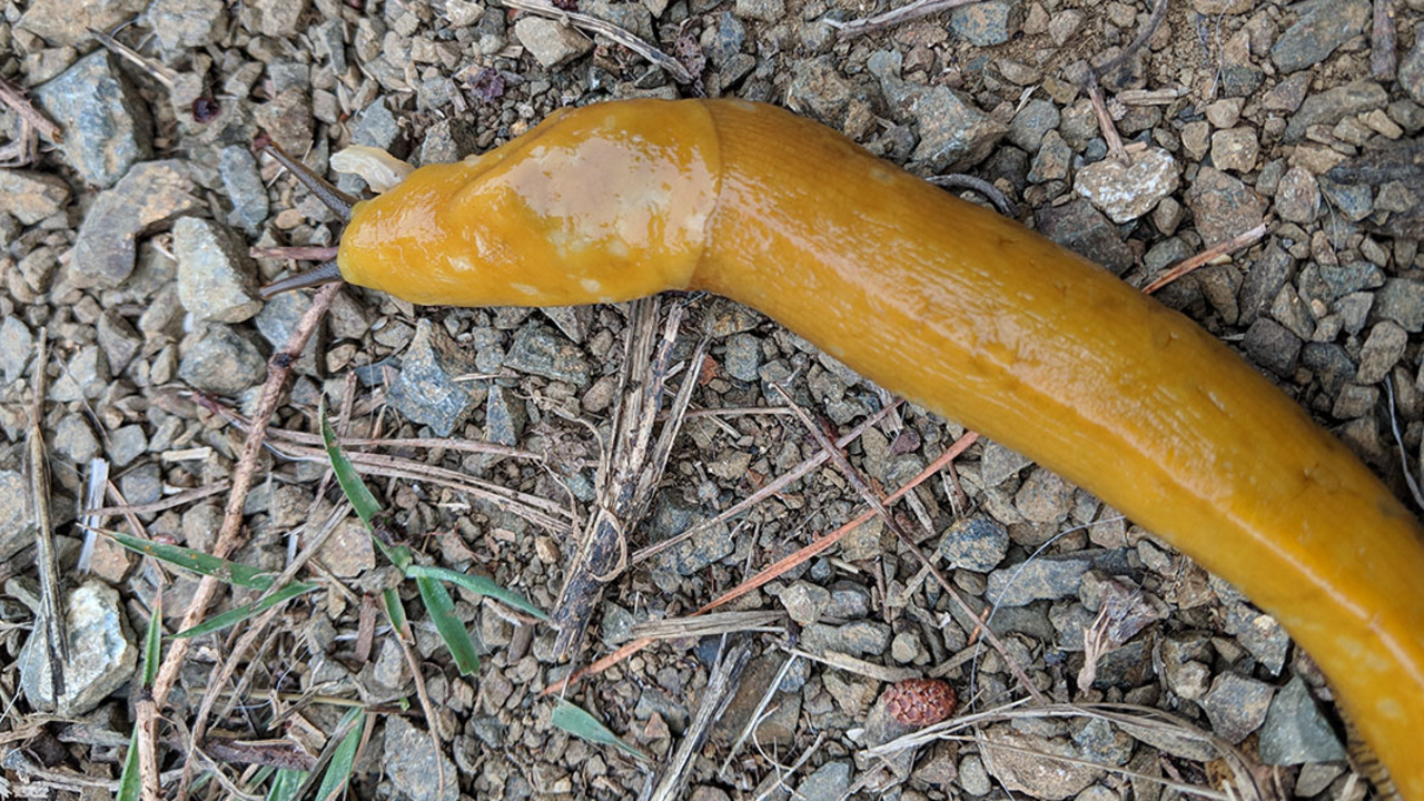 IMG_20181027_093159_1200.jpg Banana slug spotted at Rancho Corral de Tierra.