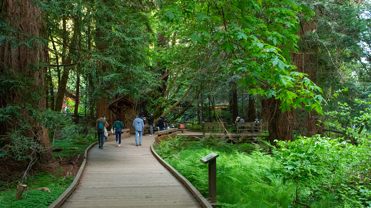 MUWO_20210417_RFB_330.jpg A boardwalk at Muir Woods