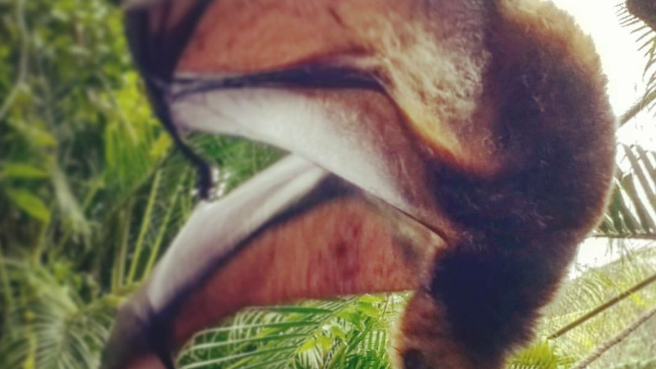 A fruit bat in Mauritius. A fruit bat in Mauritius.