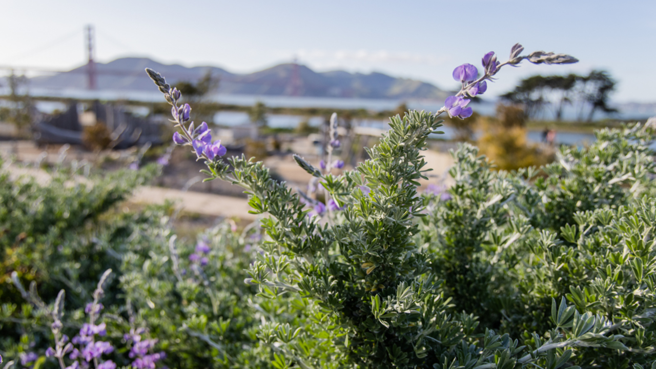 Silver Bush Lupine A silver lupine brush at the Presidio Tunnel Tops, Golden Gate Bridge and Marin Headlands in the background.