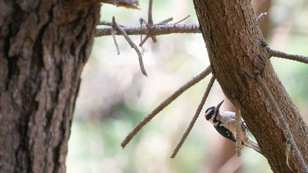 A red, black, and white bird seen perching on a tree at Rancho Corral de Tierra. A red, black, and white bird seen perching on a tree at Rancho Corral de Tierra.