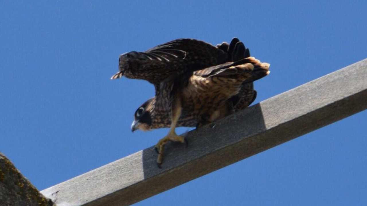 peregrine fledgling Young bird balances on a wooden beam
