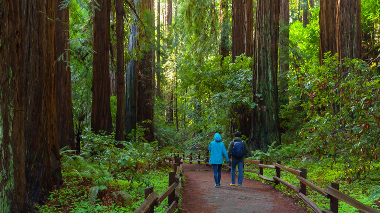 MUWO_160218_VKT-122.jpg Two people walking among large redwood trees in Muir Woods.