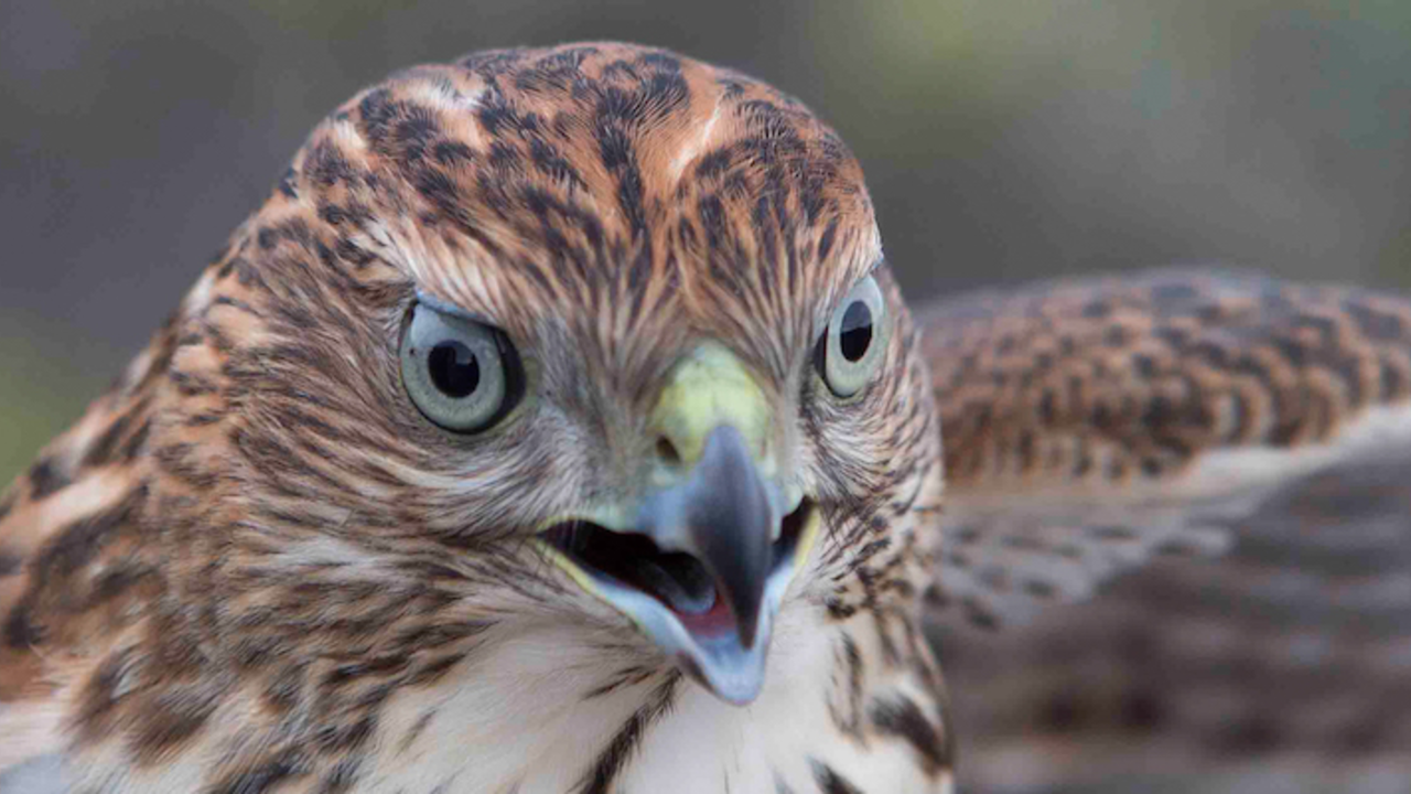 A_MAHE_151015_ANON_9_2x1.jpg Golden Gate Raptor Observatory