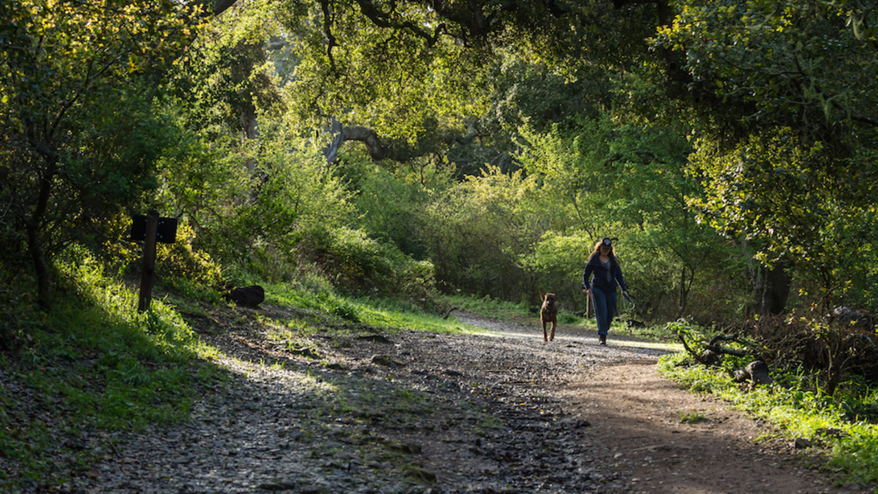 MARIN_160308_ATB_18_2x1.jpg Walking the dog in Oakwood Valley
