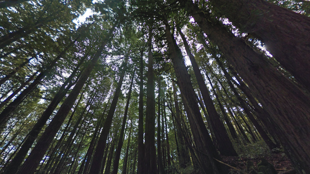 phleger_estate_streetview_2x1.png Screenshot of redwoods along the Lonely Trail in Phleger Estate.