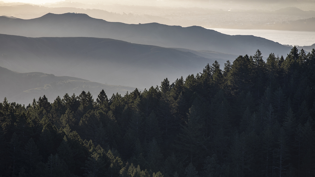 MOTA_20191216_PMM_0034-web.jpg A foggy photo of the forests of Mt. Tam with the rising sunlight filtering in.