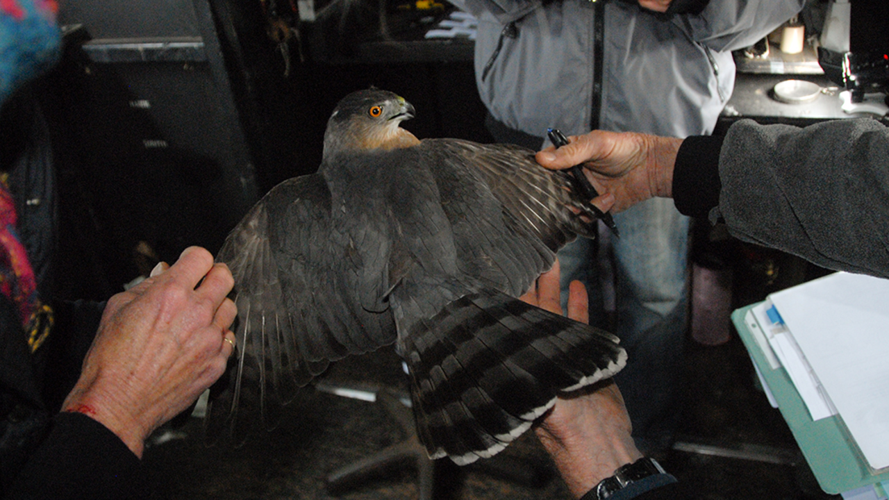 A_MAHE_111024_JWe_09_2x1.jpg Tracking raptors