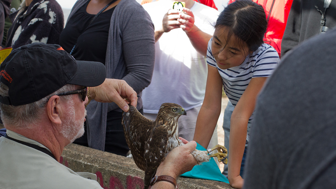 PhoebePS_25Oct14_RaptorRelease_2x1.jpg A juvenile Cooper's Hawk delights a young visitor