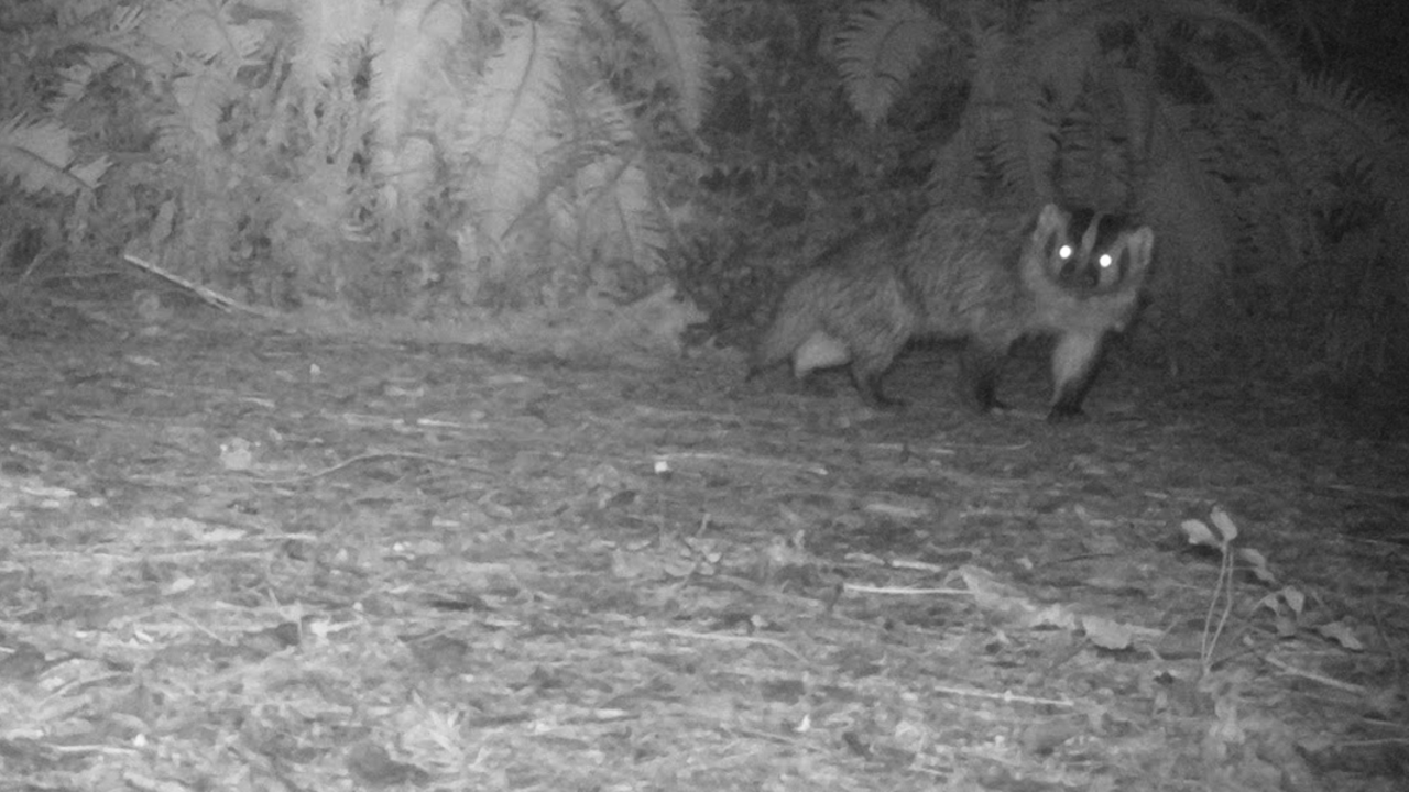 Badger on a nighttime prowl around Mount Tam. badger on mount tamalpais